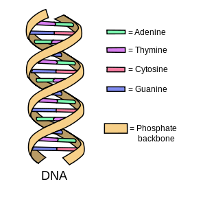 DNA, adenine, guanine, cytosine, thymine