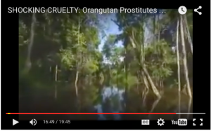 Shocking Cruetly Orangutan Prostitutes, Indonesia