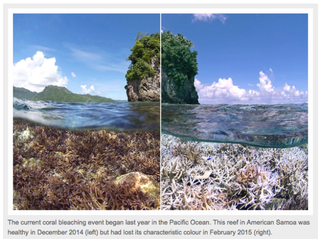 Nature article on worldwide coral bleaching
