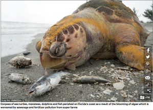 dailymail uk florida state of emergency dead sea turtle