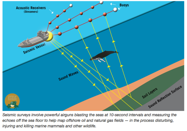 Seismic blasting diagram, biologicaldiversity
